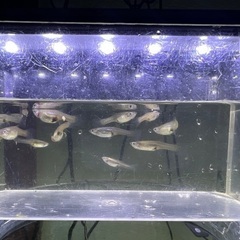 800円　グッピー選別漏れ　オス約20匹　メス約10匹の画像
