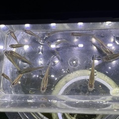 800円　グッピー選別漏れ　オス約20匹　メス約10匹の画像