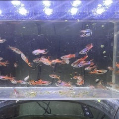 800円　グッピー選別漏れ　オス約20匹　メス約10匹の画像