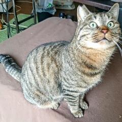 甘えん坊の２歳のキジトラ