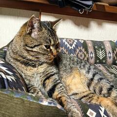 甘えん坊の２歳のキジトラ - 猫