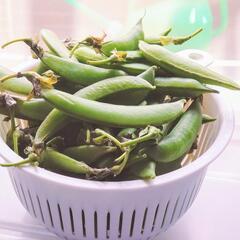 無農薬野菜【スナップエンドウ】