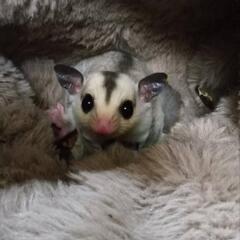 フクロモモンガ　モザイクです。