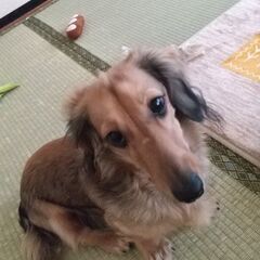 Mダックス、新しい家族、里親を募集してます
