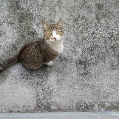 会社にいる雌の野良猫です。