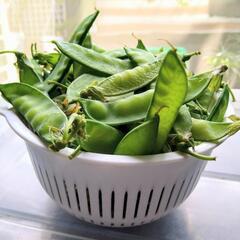 無農薬野菜【絹さや】