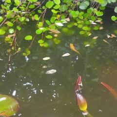 メダカ 楊貴妃 20匹の画像