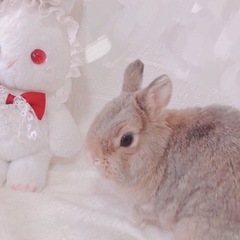 【純血】ネザーランドドワーフ