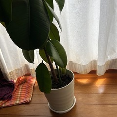 ゴムの木　観葉植物の画像