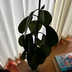 ゴムの木　観葉植物の画像