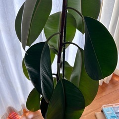 ゴムの木　観葉植物の画像