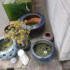 メダカ飼育火鉢の画像