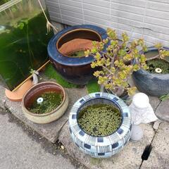 メダカ飼育火鉢