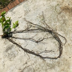 新たに生えてきました。サクランボウ・桜ん坊・サクランボのなる桜・佐藤錦の苗木を貰って下さいの画像