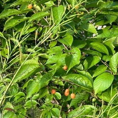新たに生えてきました。サクランボウ・桜ん坊・サクランボのなる桜・佐藤錦の苗木を貰って下さいの画像