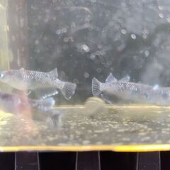 メダカの画像