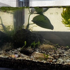 水草数種類とミナミヌマエビ20匹