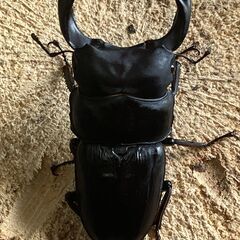 ㉖　国産オオクワガタ  ペアー　♂74mm　♀45mm