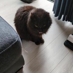 里親募集します