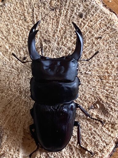 ㉛国産オオクワガタ ペアー♂78mm♀51mm (BNR) 大日のその他の