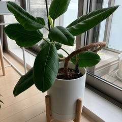 ①観葉植物　フィカス アルテシーマ　