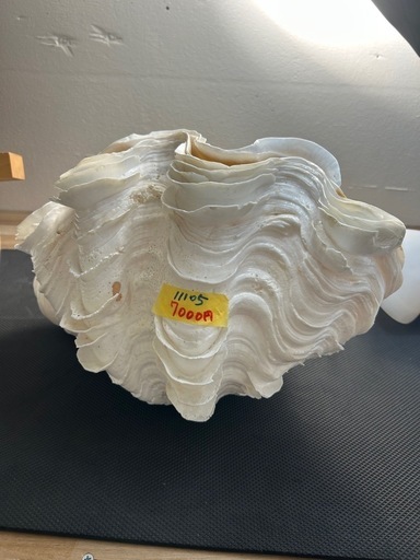 【特大31cm】天然 シャコ貝 貝殻 インテリア 置物 アクアリウム 撮影小物 インテリア】【シャコ貝】【管理番号11105】 売れ筋 特大31cm】天然