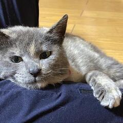 ずっとのお家募集中です。
