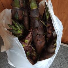 岐阜県産たけのこ100円より淡竹採れたて無農薬の画像