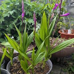 シラン鉢植え