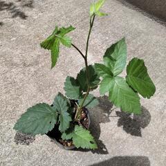 　ブラックベリー　木苺　苗の画像