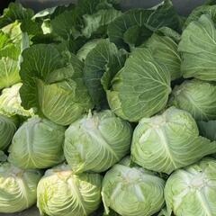 朝取り野菜