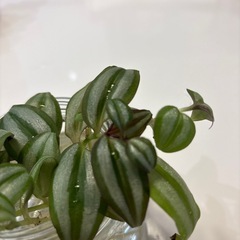 シマムラサキツユクサ発根済み水耕栽培10本の画像