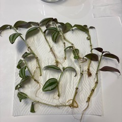 シマムラサキツユクサ発根済み水耕栽培10本の画像