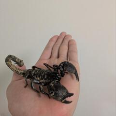 ダイオウサソリ♂♀ペア  交尾成功済の画像