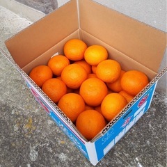 呉市大崎下島産　甘夏　10キロ②