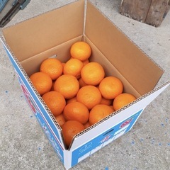 呉市大崎下島産　甘夏　10キロ　③