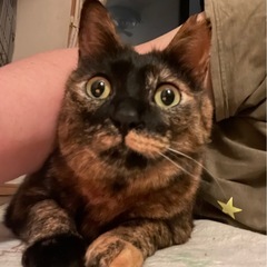 さび猫　里親募集