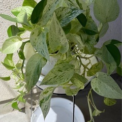 ★観葉植物 　ポトス  マーブルクイーン★の画像