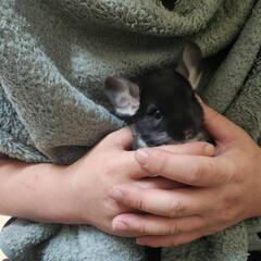 チンチラブラックパール