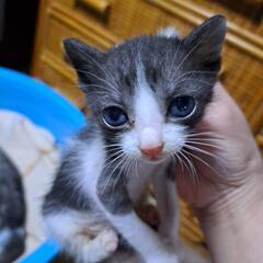 4月12日生まれの仔猫達(代理投稿)最初の写真の男の子のみの募集...