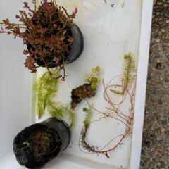 水草
