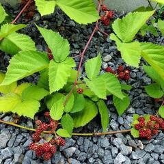 　ブラックベリー　木苺　苗の画像