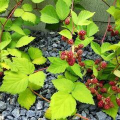 　ブラックベリー　木苺　苗の画像