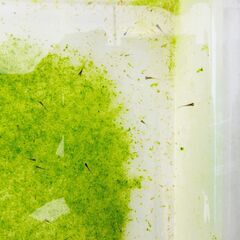 No.27【①MIXメダカ　針子 20匹 100円】