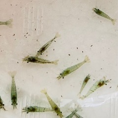 ミナミヌマエビ20匹300円③