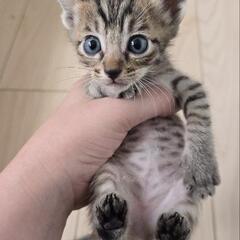 2匹の子猫 受付停止