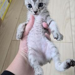 3匹の子猫 受付再開します。