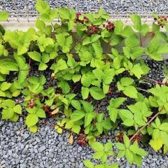 　ブラックベリー　木苺　苗の画像