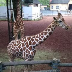 ■女性無料■5/24土 上野動物園で友達を作る会 ☆☆☆☆☆