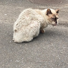 緊急保護できる方居ませんか❓